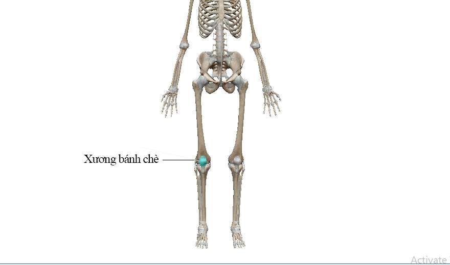 GIẢI PHẪU XƯƠNG BÁNH CHÈ
