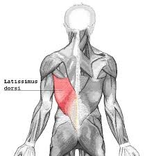 Cơ Lưng Rộng - Latissimus Dori