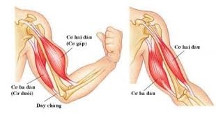 Cơ nhị đầu cánh tay