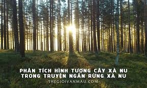 HÌNH TƯỢNG CÂY XÀ NU