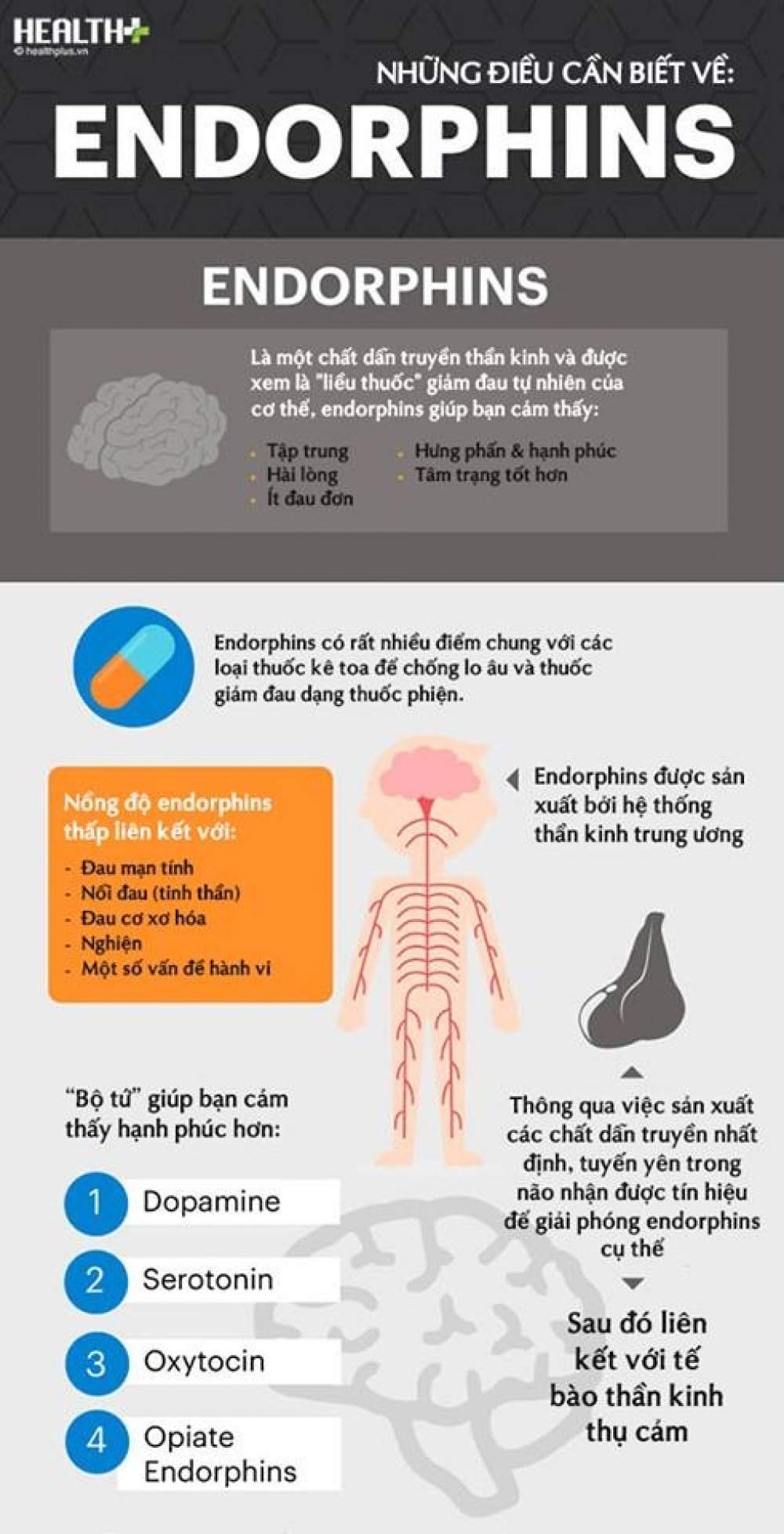 NHỮNG ĐIỀU CẦN BIẾT VỀ ENDORPHINS