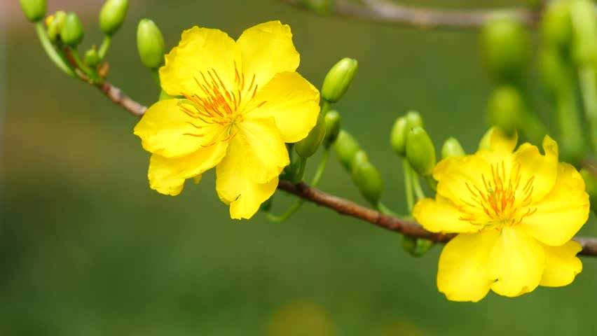 Mẫu Giáo án Lịch Sử 10( tham khảo) - Bài 8
