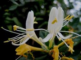 Mẫu Giáo án Lịch Sử 12( tham khảo) - Bài 4