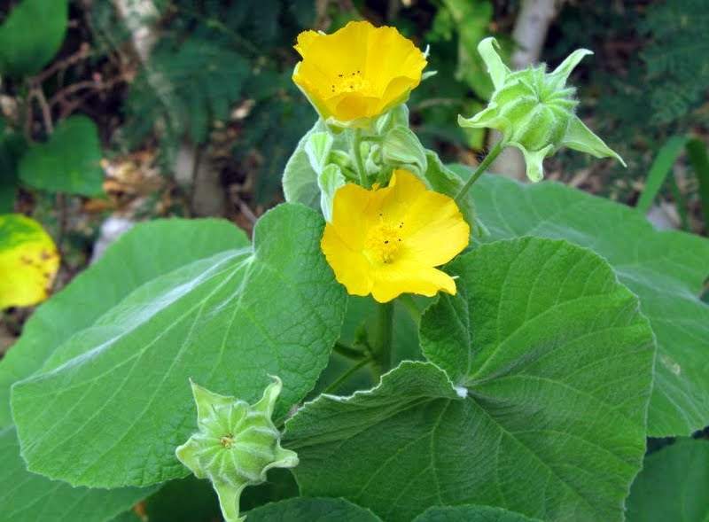 phần 4 -ĐỀ TRẮC NGHIỆM SINH HỌC LỚP 11 - Chương III- CÓ ĐÁP ÁN