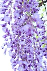 giáo án Lịch sử 7- BÀI 17-Bài 18. -phần 1