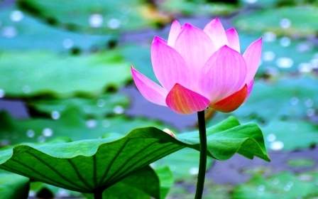 TIẾNG TRUNG: TỪ VỰNG CHỦ ĐỀ CHUYỆN MAY MẮN