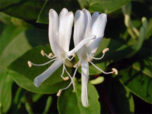 Giáo Án Lịch Sử 6- BÀI 13- phần 1