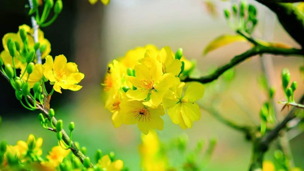 Mẫu Giáo án Lịch Sử 10( tham khảo) - Bài 10-p1