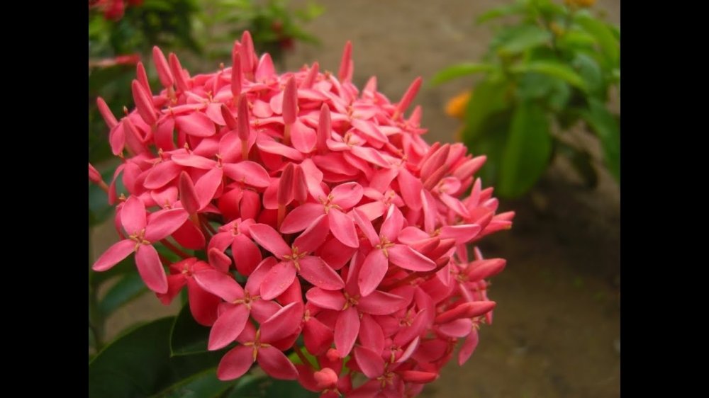 Đề 2- ĐỀ THI THỬ HỌC KỲ II Môn Ngữ Văn 6