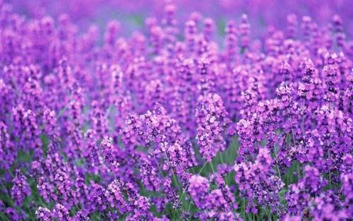 giáo án Lịch sử 7- BÀI 15-II SỰ PHÁT TRIỂN VĂN HÓA -p2