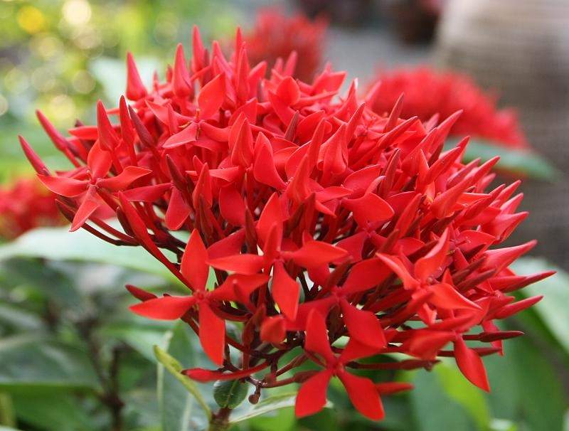ĐỀ 6- ĐỀ THI THỬ HỌC KỲ II Môn Ngữ Văn 6
