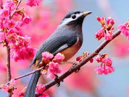Phân tích hai khổ thơ đầu của bài thơ