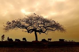 Đề bài: Cây bàng ở quê em