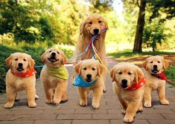 8 điều bạn có thể làm để bảo vệ cún yêu trong mùa hè