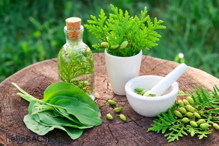Bài thuốc chữa thiếu máu cơ tim