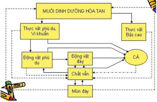 Giải bài tập SGK Công nghệ lớp 10 bài 31: Sản xuất thức ăn nuôi t