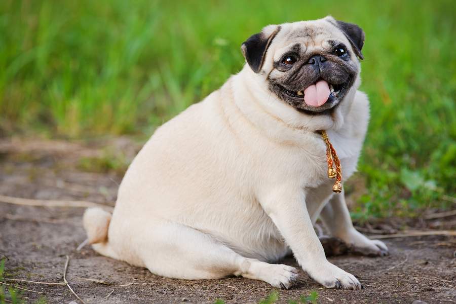 Chó pug uống nước nhiều là bị bệnh gì?