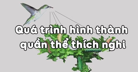Giải bài tập SGK Sinh học lớp 12 bài 27: Quá trình hình thành quầ