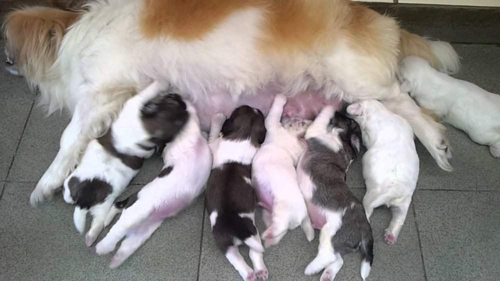 Kỹ thuật nuôi chó con đang bú sữa