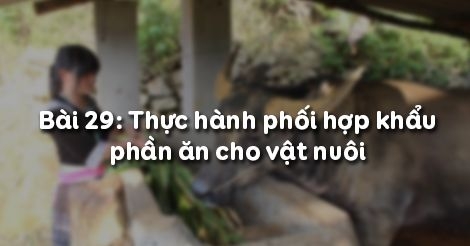 Giải bài tập SGK Công nghệ lớp 10 bài 30: Thực hành: Phối hợp khẩ