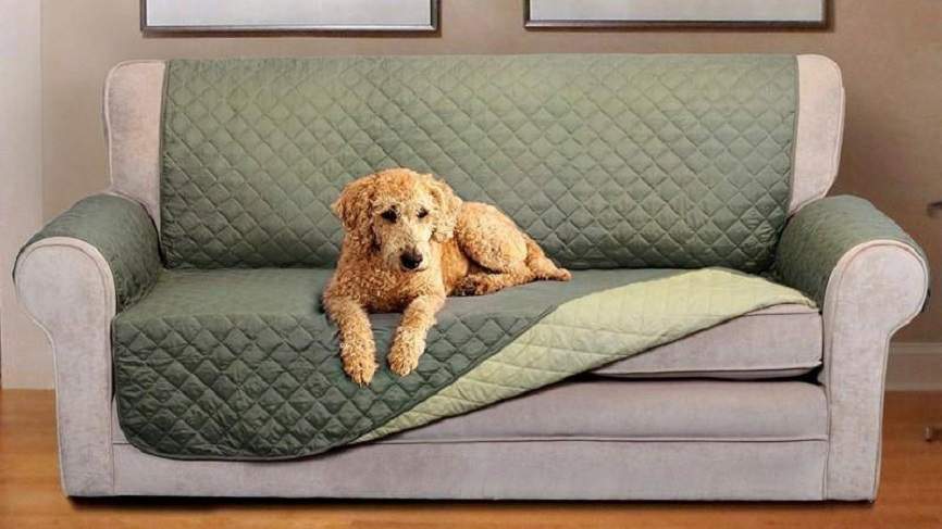 Nhà nuôi chó mèo thì nên chọn ghế sofa thế nào cho “an toàn”?