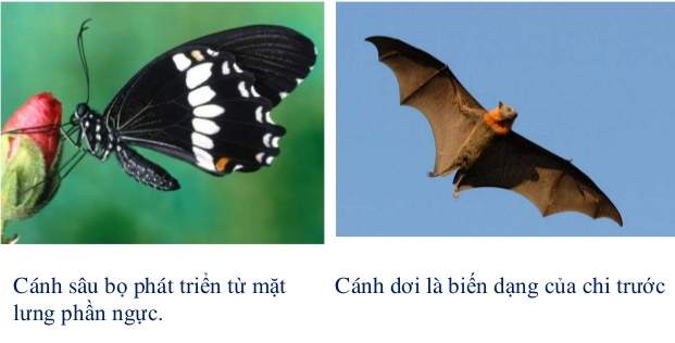 Tóm tắt lý thuyết Sinh học 12 bài 24