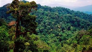 Phân tích nhân vật Tnú truyện Rừng xà nu của Nguyễn Trung Thành