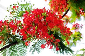 Tưởng tượng 20 năm sau về thăm trường xưa vào 1 ngày hè, hãy viết
