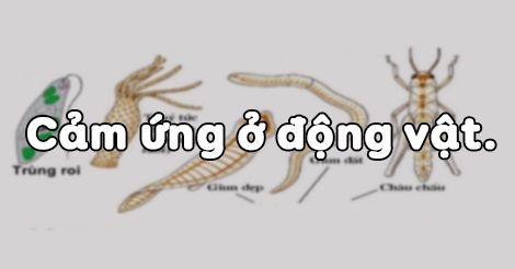 Trắc nghiệm Sinh học lớp 11 bài 26: Cảm ứng ở động vật