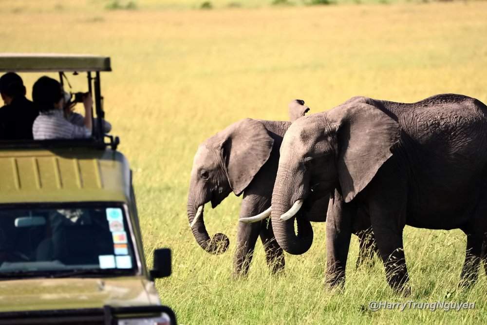 Kinh nghiệm du lịch Kenya