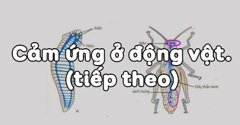 Trắc nghiệm Sinh học lớp 11 bài 27: Cảm ứng ở động vật (tiếp theo