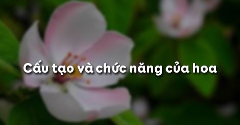 Giải bài tập trang 95 SGK Sinh lớp 6: Cấu tạo và chức năng của ho