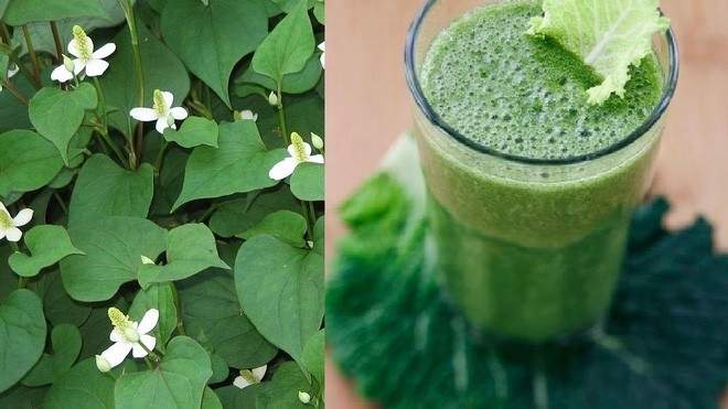 Rau diếp cá có tác dụng gì và ai cần kiêng rau diếp cá