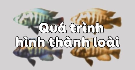 Tóm tắt lý thuyết Sinh học 12 bài 29