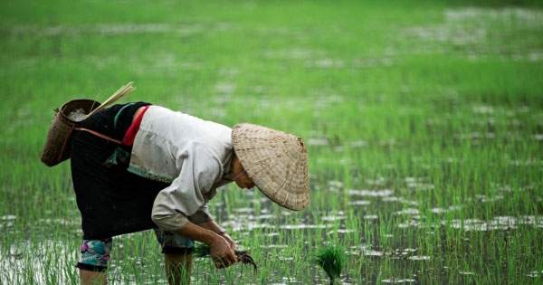 Cảm nghĩ về bài ca dao “Người ta đi cấy lấy công….Trời êm biển ..