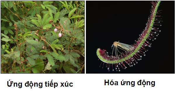 Giải bài tập trang 104 SGK Sinh học lớp 11: Ứng động