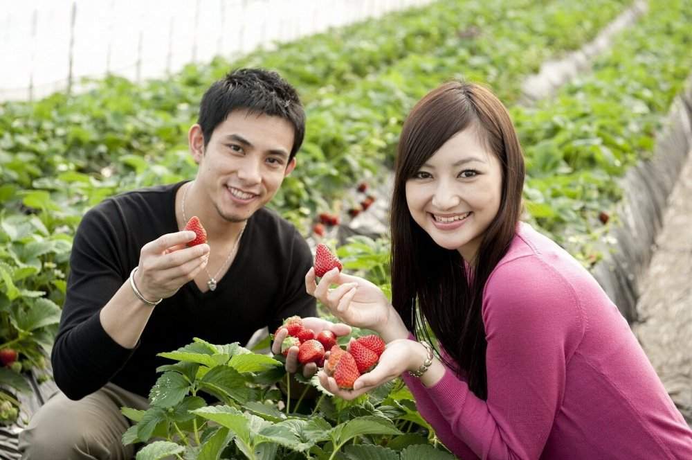 'Săn' trái cây ở 'vương quốc' trái cây Ibaraki