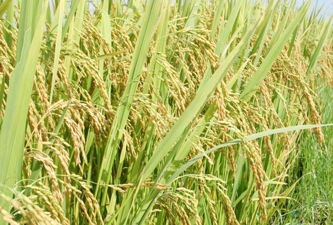 Kỹ thuật tạo giống lúa cao hơn đầu người, năng suất 30 tấn/ha