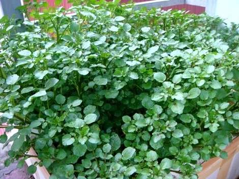 Loại rau quý chống ung thư kỳ diệu có nhiều ở Việt Nam