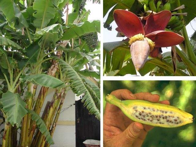 TÁC DỤNG CHỮA BỆNH CỦA CÂY CHUỐI HỘT