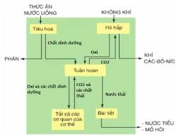 Trả lời câu hỏi Khoa học 4 Bài 3 trang 9