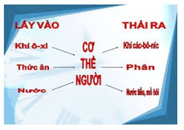 Khoa học 4 Bài 2: Trao đổi chất ở người