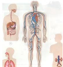 Khoa học 4 Bài 3: Trao đổi chất ở người (tiếp theo)