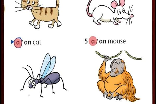 Mạo từ (Article) trong tiếng Anh