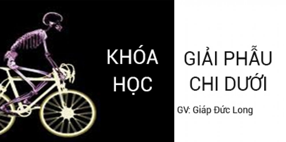 GIẢI PHẪU CHI DƯỚI
